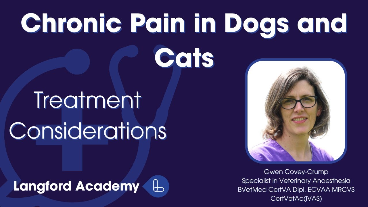 Chronic Pain in Dogs and Cats Part 3: Treatment Considerations