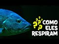 COMOS OS PEIXES FAZEM PARA RESPIRAR DE BAIXO D'ÁGUA?