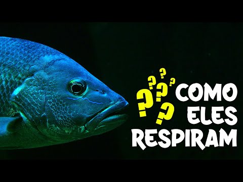 Vídeo: Os peixes respiram ar?