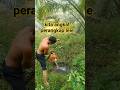 angkap perangkap lele sungai dapat babon lele nya#hobbyikan#hibu#fishing#leleorganik#ikan