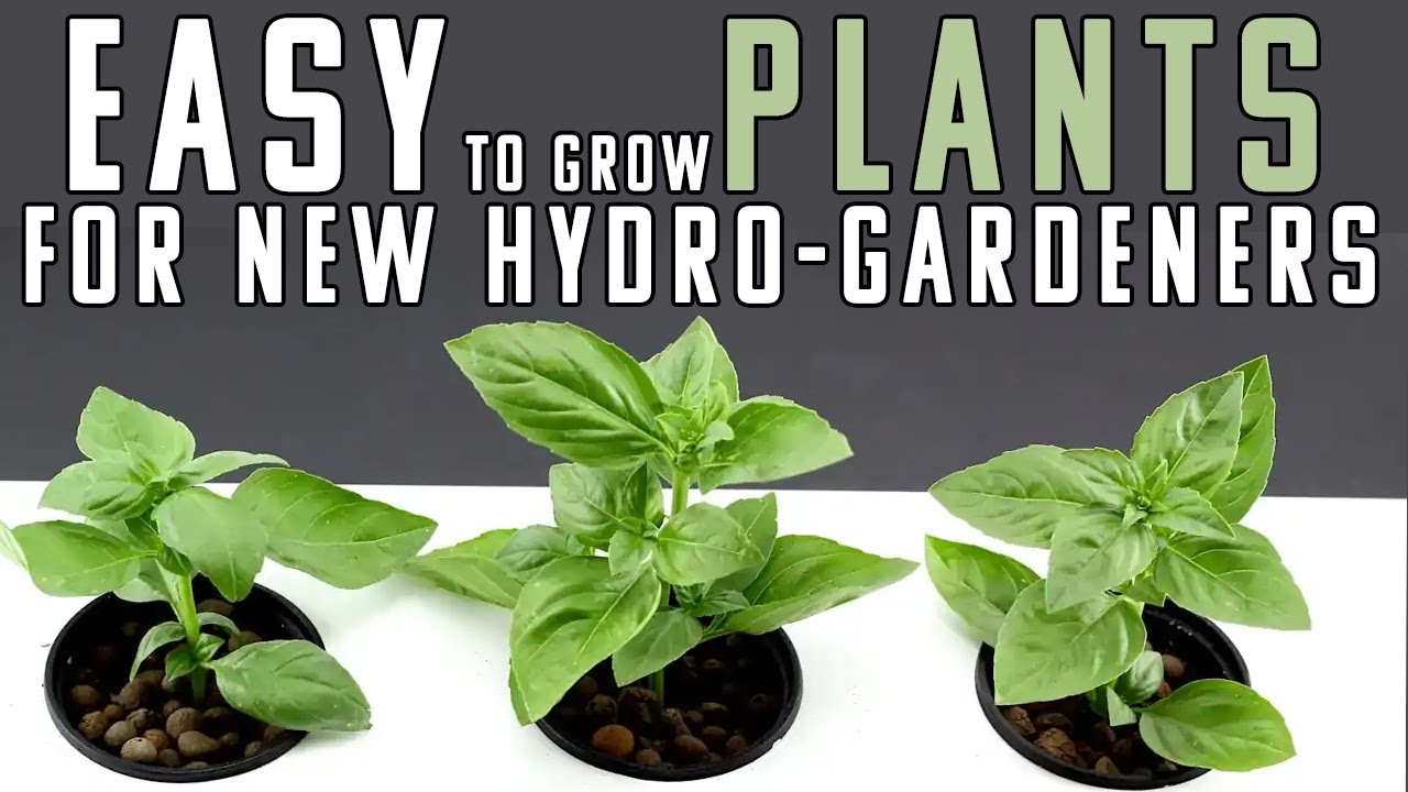 10 EASY TO GROW HYDROPONIC PLANTS YouTube