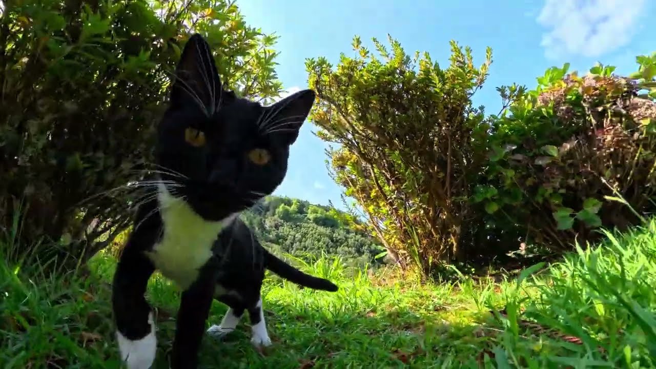 Azores Sao Miguel Hiking Miradouro do Por do Sol