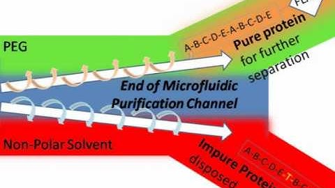 Microfluidic Protein Separation