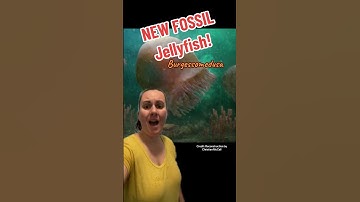 Are you ready for this Jelly?!?! 🪼 #learn #palaeontology #fossil