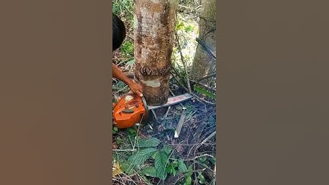 Cutting down two trees at once is effective#wood#woodworking#shorts