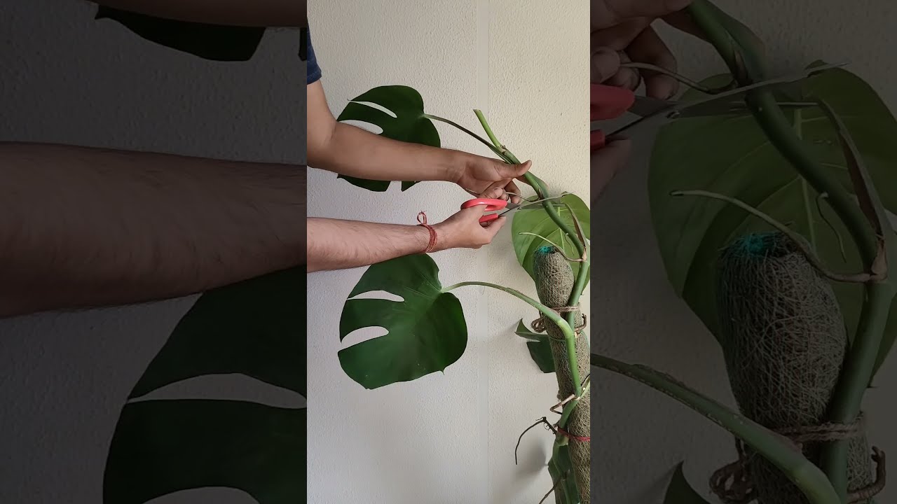 Let S Propagate Monstera Plants Soil Water Roots Areal Cutting