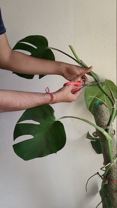 let's propagate monstera #monstera #propagate #plants #soil #water #roots #areal #cutting #plants