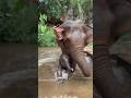 Baby Elephant Enjoys Kiddie Pool!#viral #animals #youtubeshorts #elephant