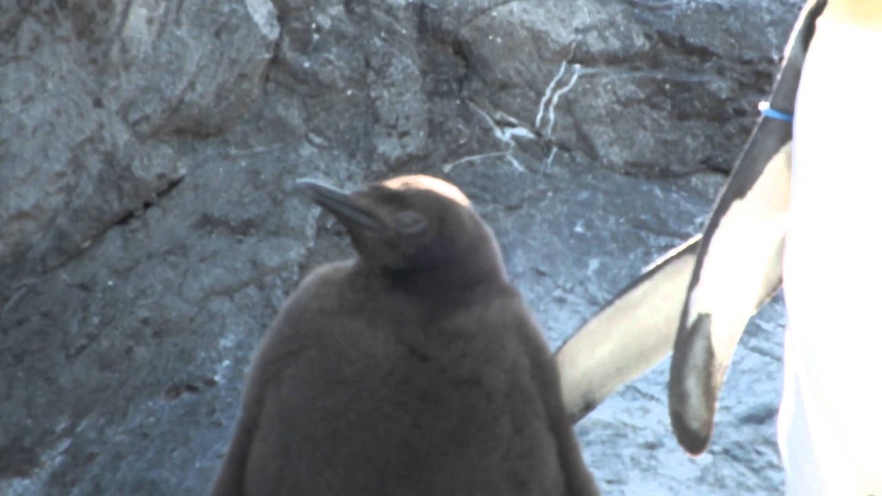 kawaii emoticons #01 Cute chick king penguin.かわいいオウサマペンギンのヒナ。