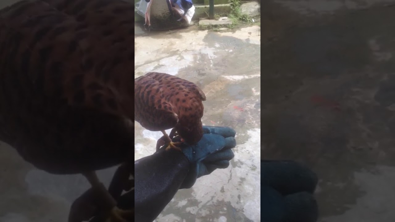 First Training Kestrel Alap Alap Sapi Youtube