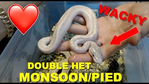 Crystal Madness DH Monsoon/Pied! Ball Python Update!