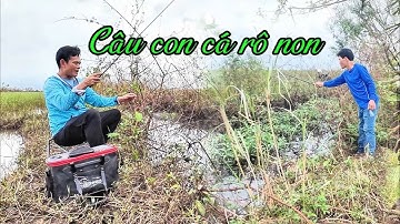 Tiếng gọi tuổi thơ từ con cá rô non