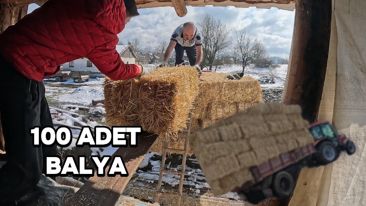 100 Adet balya aldık/Köprü battı #köyhayatı #koyunculuk