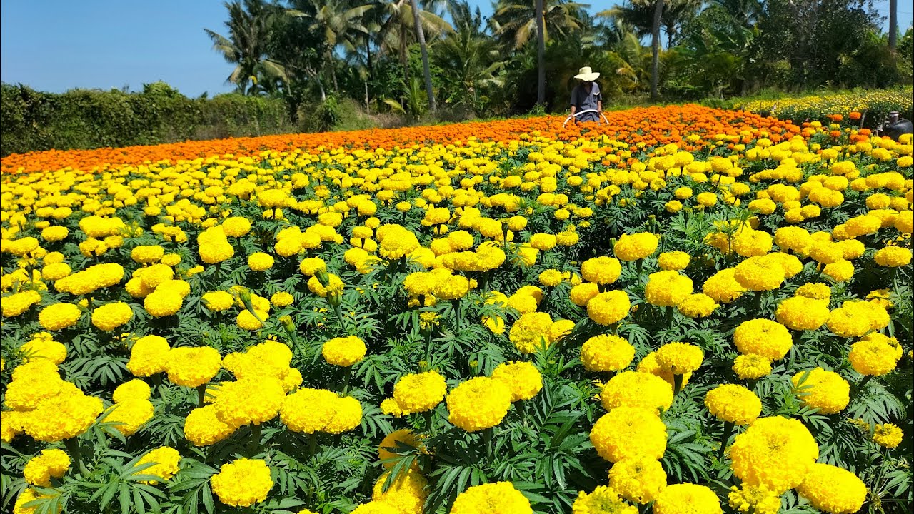 Vạn Thọ B1, B2, 09 (18/12 âm lịch) trò chuyện ngoài lề 😁🌲🌲🌲