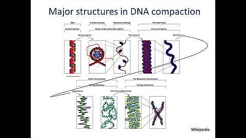 Which of the following is a process in which the DNA itself is modified by environmental events and those genetic changes are then transmitted to children? (2023)
