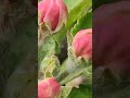 Розквітає яблуня Звуки природи Сад Природа 