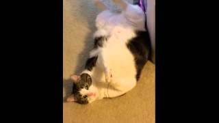 Large Cat Stretches On Her Back