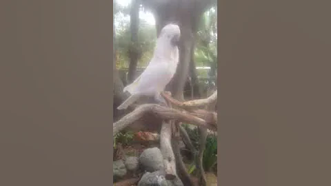 Cockatoo entertains
