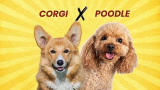 Corgi Poodle Mix  A Smart Loyal And Lovable Breed