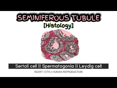 SEMINIFEROUS TUBULE || Histology || Sertoli cell, Lydigs cell, Spermatogonia,