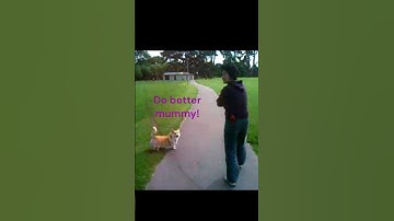 Unleashing My Inner Corgi: Learn my Secret Walking Technique #corgis #corgilovers #shortspets