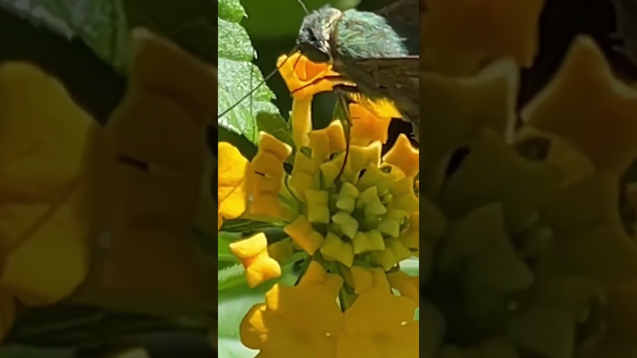 Butterfly’s on a Lantana Flower | @butterfly