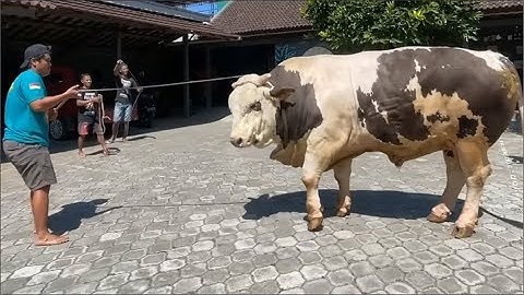 Two Angry Cows Fight