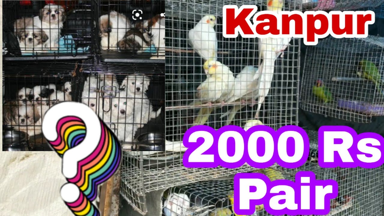 Kanpur Pets Market Thakur Kennel YouTube
