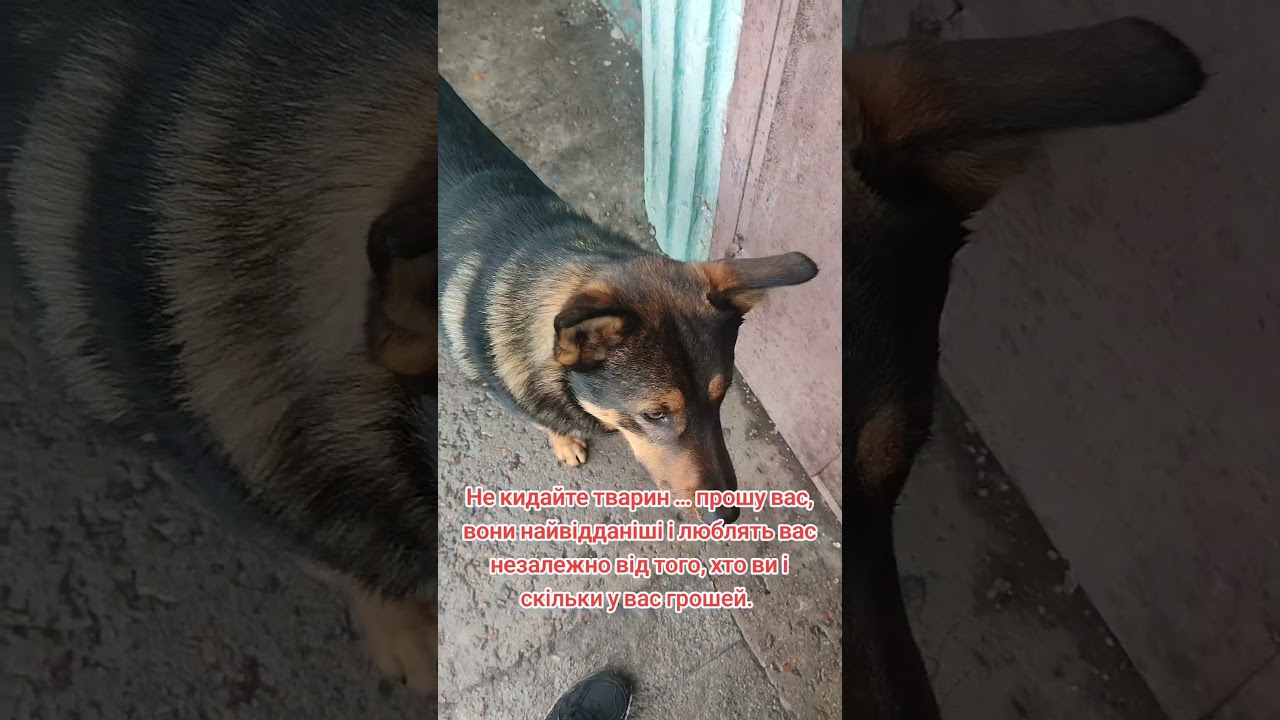 4441111055193803 на корм для безпритульних