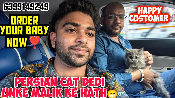 Video 11319311: persian cat breed, persian cat happy, persian cat love, persian cat baby, cat review