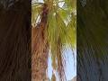 Date&Palm Trees🌴 in Saudi Arabia 🇸🇦 #shorts Vlog