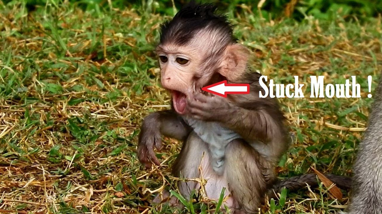 Lizza Hungry Eating Wrong Till Stuck In Her Mouth/ first  Learning for Eating