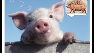 Искусственное осеменение свинки Искусственное осеменение свинки