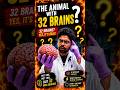 the animal with 32 brains???