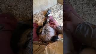 Have you ever had a Baby  Goat fall asleep in you lap? / Cute kid sleeping #goat #animallover #farm