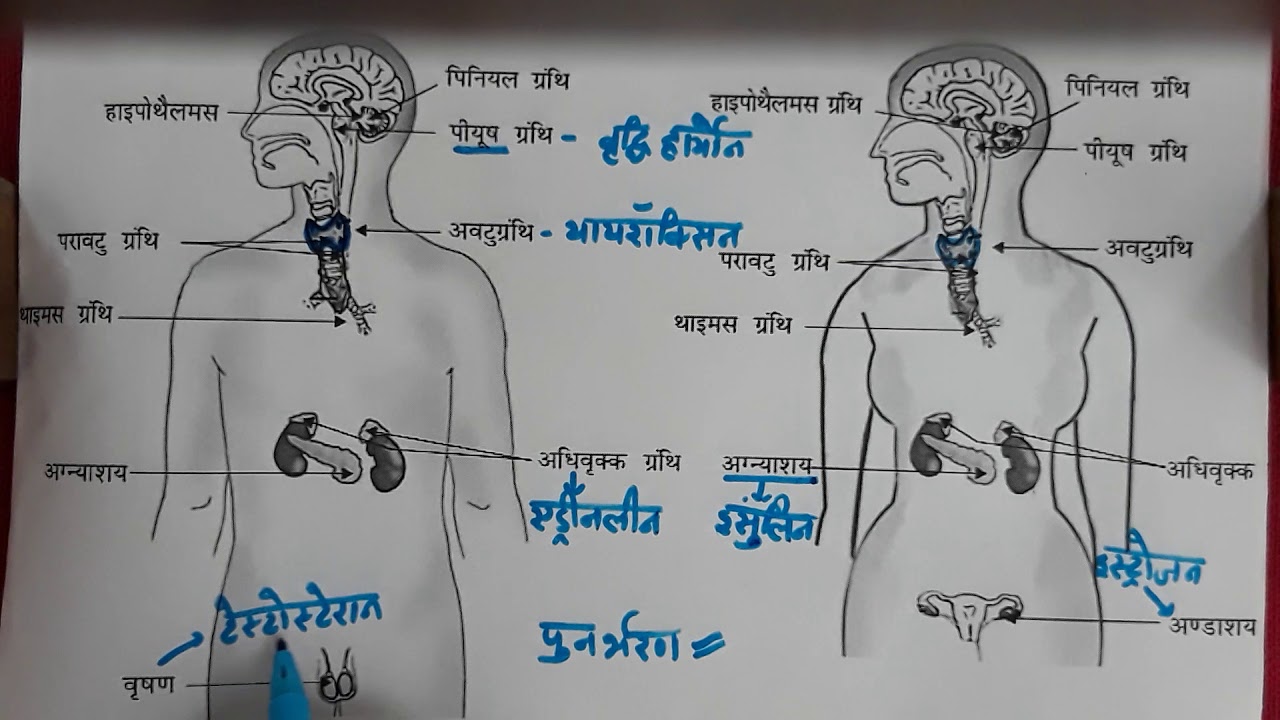 Endocrine glands their location and functions (hindi) Class 10