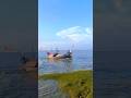 See how the hilsa fishing boats are fishing in the river ।