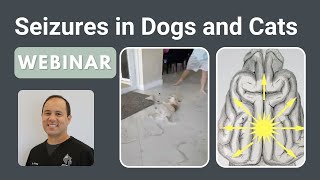 Seizures in Dogs and Cats || SEVN Webinar Series Profile