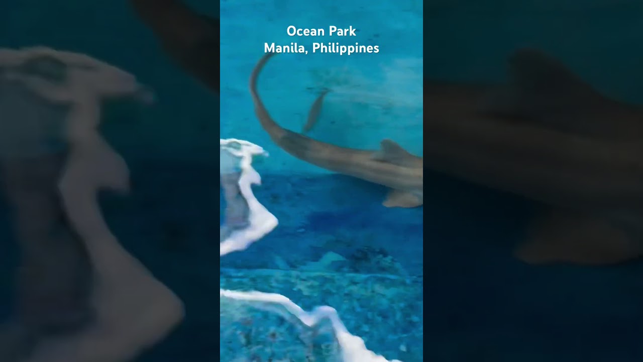 Fil-Brit kids fed stingray and sharks at Ocean Park Manila 