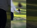 #Golf #TrickShots #EpicShots #Viral #Trending #Shorts #AmazingTricks #Sports #MindBlowing #global