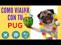 7 recomendaciones para viajar con tu perro pug 