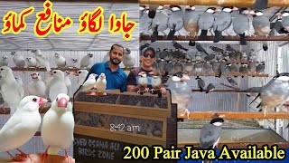 200 Pair Java Available | جاوا لگاؤ منافع کماؤ | Java Sparrow All variety @SYEDBIRDS