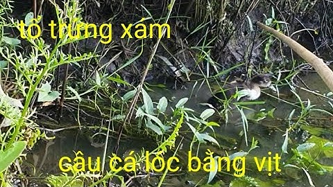 Câu cá lóc bằng vịt gặp ổ trứng xám ||Phương fishing , hunting trap # tập 23