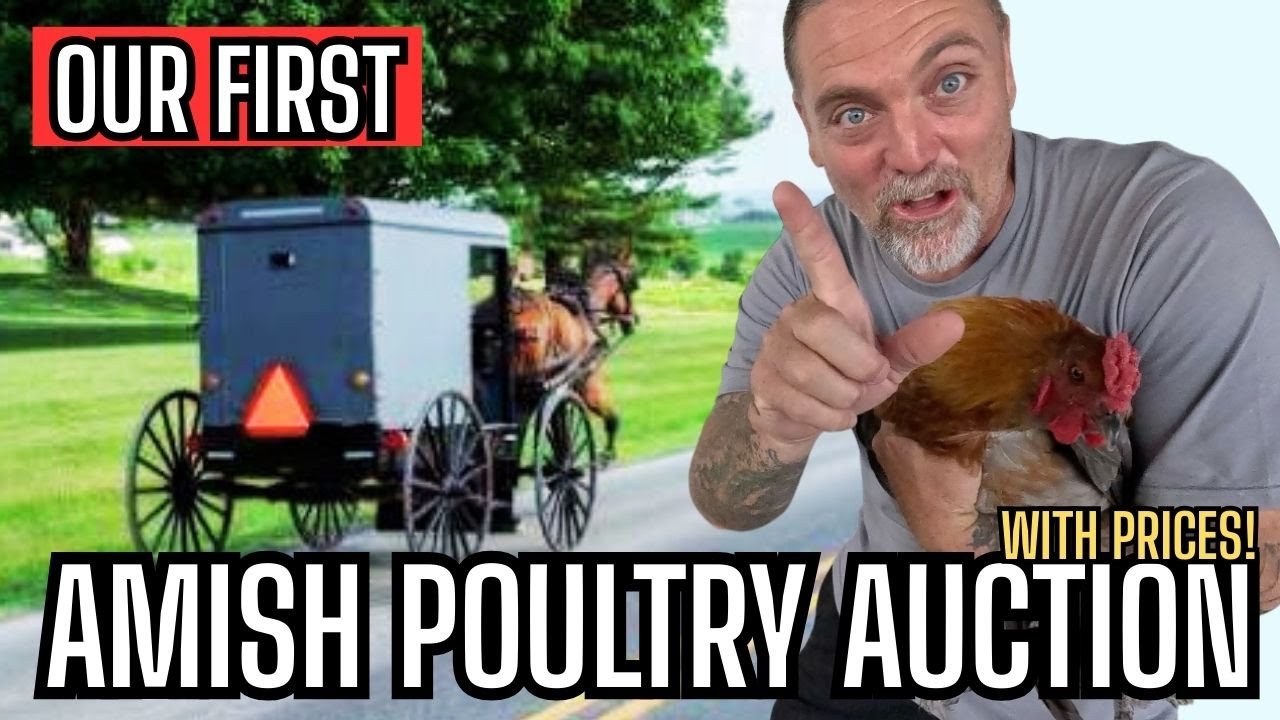 Our FIRST Amish Poultry Auction Experience! | Selling Roosters & Exploring Amish Life in Oklahoma