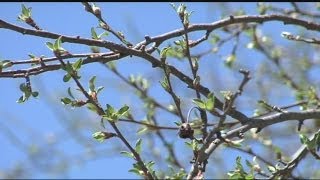 Spring weather brings pollen, allergies