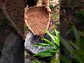 ドングリを食べた方法