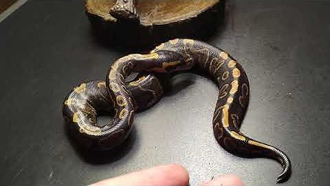 GHI ball python hatchling 0.1