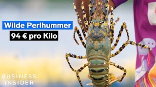 Deshalb sind Perlhummer so teuer Wie Teuer Ist Hummer