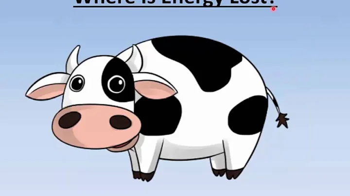 Energy Transfer in a Food Chain