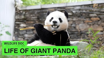 Life of Rare Panda, The Cutest Animal | Wildlife Documentary